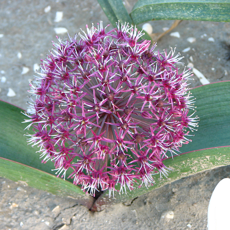 allium karataviense red giant star 12 14 à 25 3135500